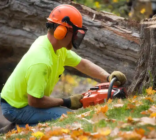 tree services Frostburg